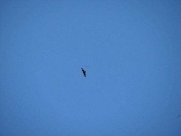 identificazione rapace [Poiana]